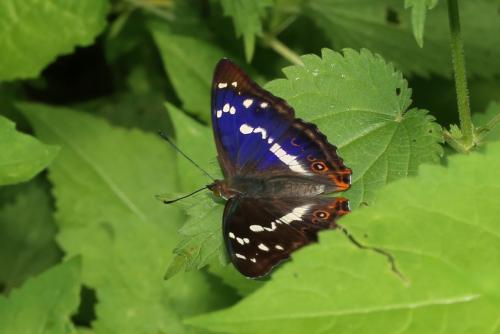 Apatura iris